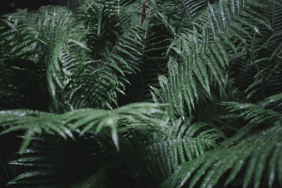 Close-up of fern leaves