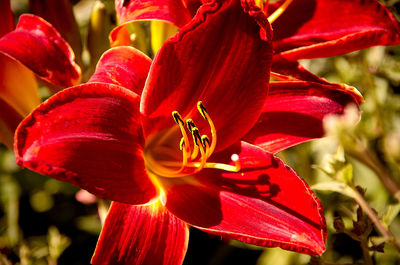 Close-up of red lily