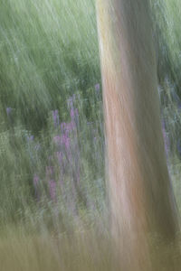 Scenic view of purple flowering plants on land