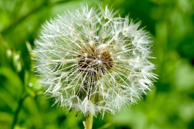 Close-up of dandelion flower