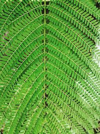 Full frame shot of green leaves