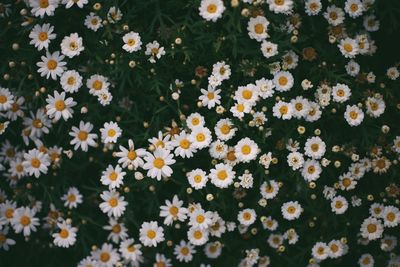 Close-up of daisies