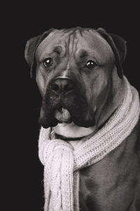 Close-up portrait of dog against black background