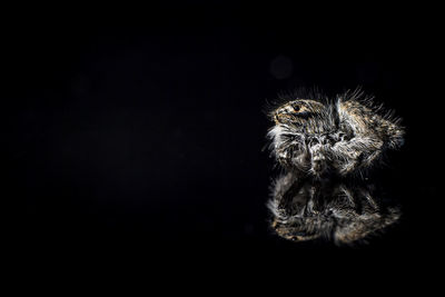 Close-up of spider against black background