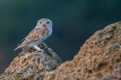 Close-up of eagle perching on rock