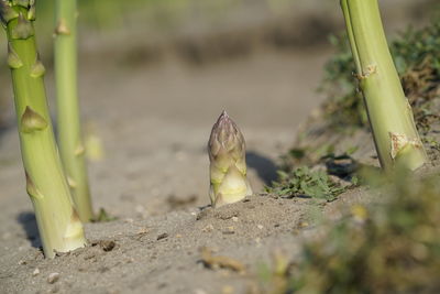 Close-up of plant growing on field