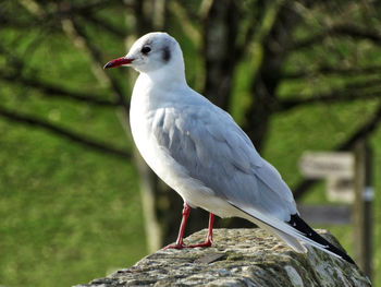 Close-up of seagull perching on wooden post