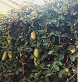 Close-up of fruits growing on tree