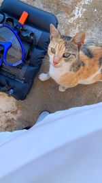 High angle view portrait of cat looking at camera