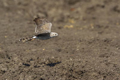 Close-up of bird on field