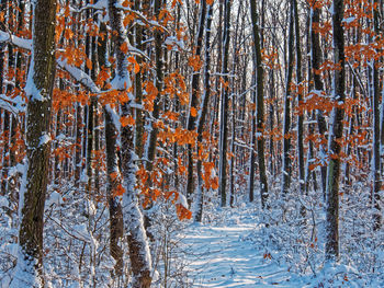 Pine trees in forest during winter