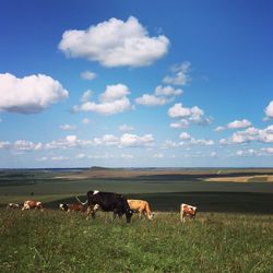 Cows grazing on field against sky