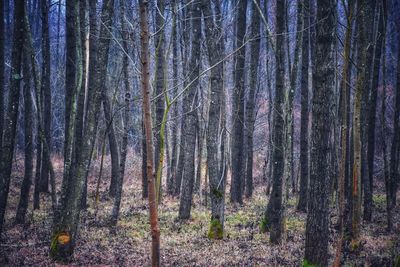 Trees in forest against sky