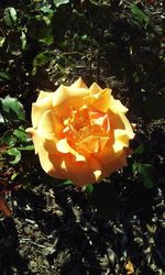 Close-up of yellow rose flower