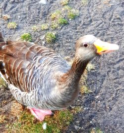 High angle view of duck on field