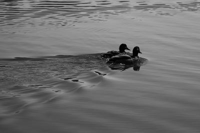 High angle view of ducks swimming in sea