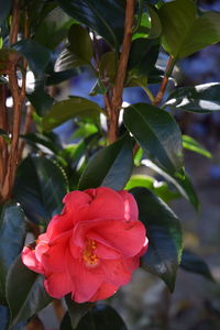 Close-up of flower tree