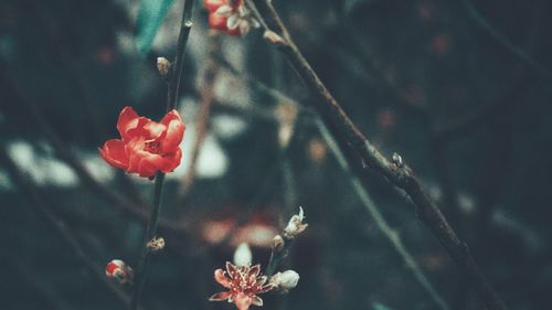 Close-up of red flowering plant
