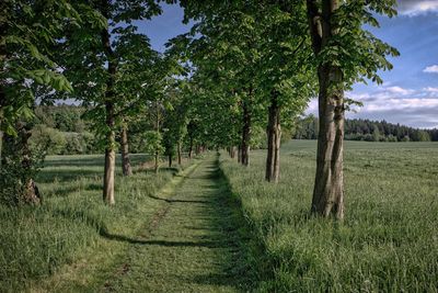 Footpath passing through forest