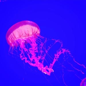 Close-up of jellyfish in water