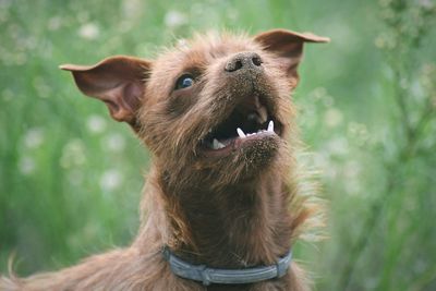Close-up of dog sticking out tongue
