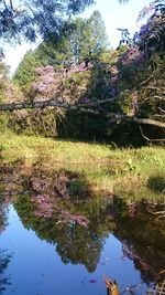 Reflection of trees in lake against sky