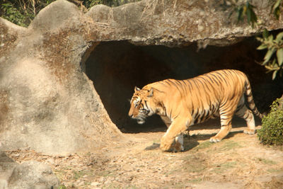 Cat looking away in zoo