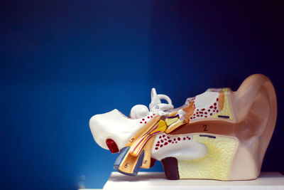Close-up of ear model on table against blue background