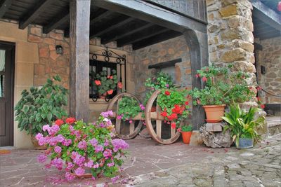 Flower pot in backyard