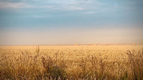 Scenic view of field against sky