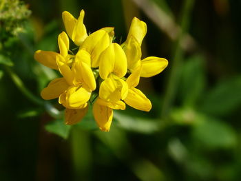 Close-up of yellow flowering plant