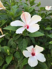 Close-up of hibiscus blooming outdoors