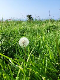 Close-up of dandelion growing on grassy field