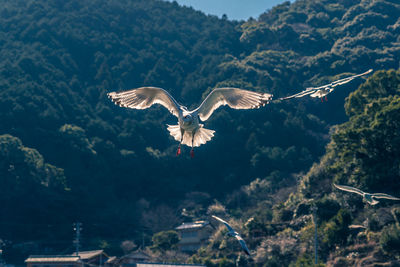 High angle view of seagull flying over mountain