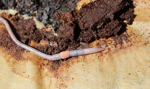 Directly above shot of chocolate cake