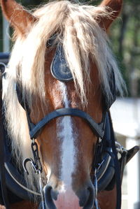 Close-up of horse