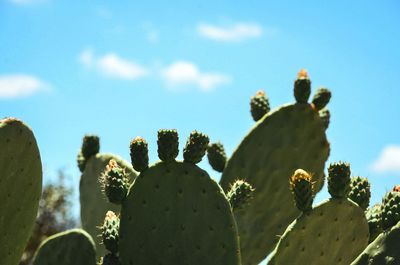 Close-up of prickly pear cactus against sky