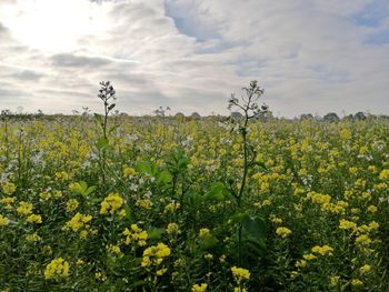 Yellow flowering plants on field against sky