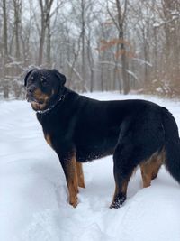Black dog on snow covered land