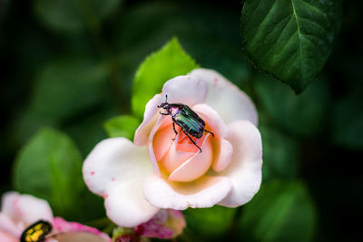 Close-up of insect on flower