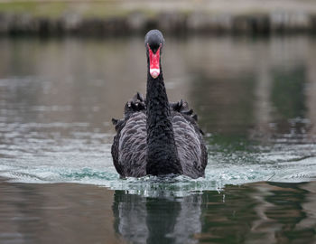 black swan