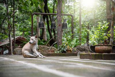 Cat sitting on a tree