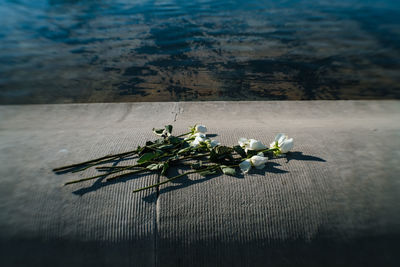 Close-up of plant on table