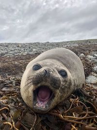 Elephant seal in falkland islands