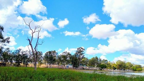 Trees on landscape against sky