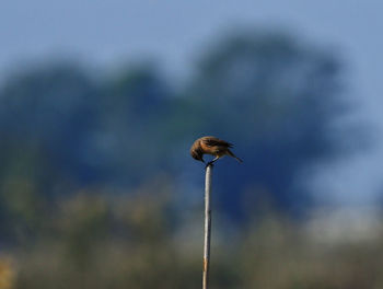 Close-up of bird perching on cable against blurred background