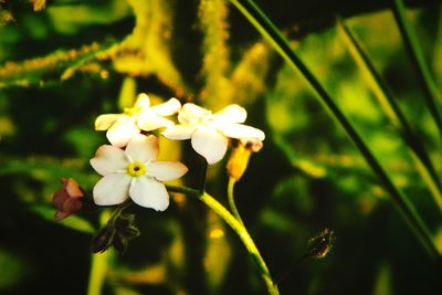 Close-up of flowers blooming outdoors