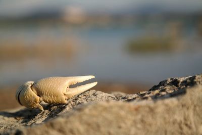 Close-up of crab claw on rock