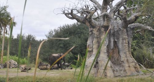 Horse on field against trees