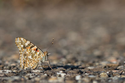 Close-up of butterfly on ground